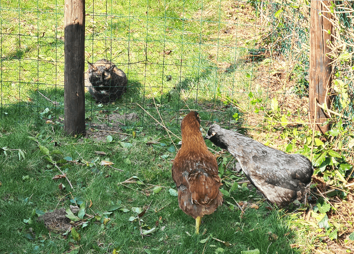 cats and chickens