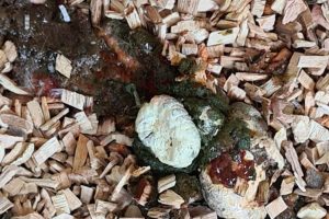 Blood in Chicken Poop | Chicken Fans