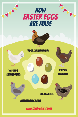 Chicken Breeds Easter Eggs Poster