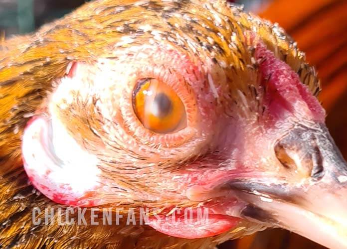 chicken with cloudy eyes and cataracts