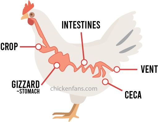 infographic of chicken showing the chicken crop, stomach (gizzard), intestines, ceca and vent