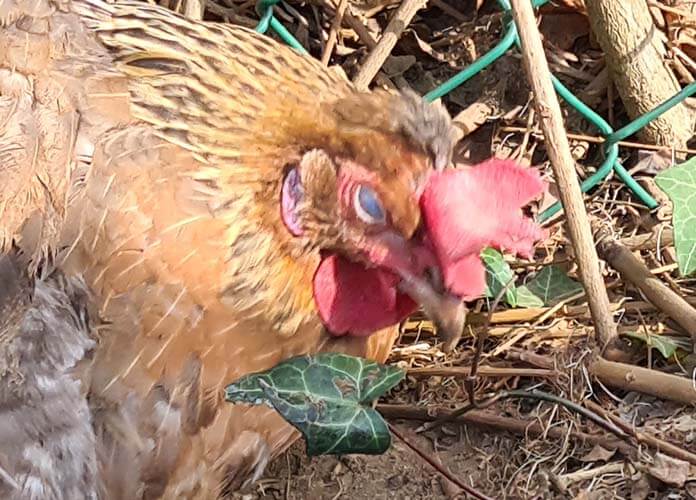 chicken with cloudy eye blinded by cataract