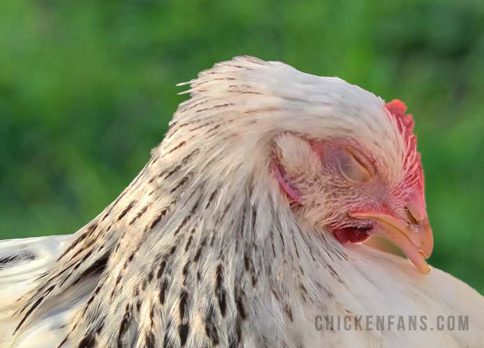 chicken fowl cholera