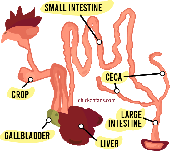 Overview of organs in a chicken with liver, gallbladder, crop, small intestine, ceca, and large intestine