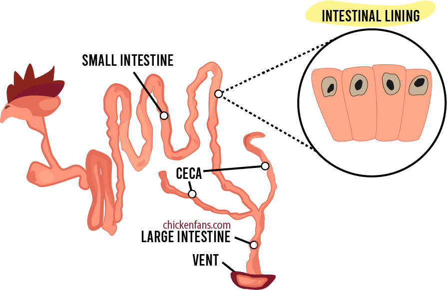 overview of the intestines in the chickens, with the small intestine, ceca and large intesting, with a zoom in on the intestinal lining