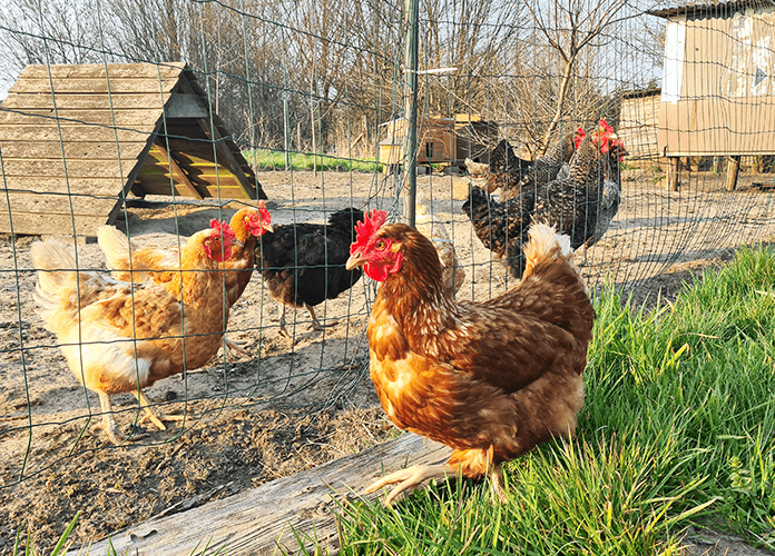 chickens inside a closed run