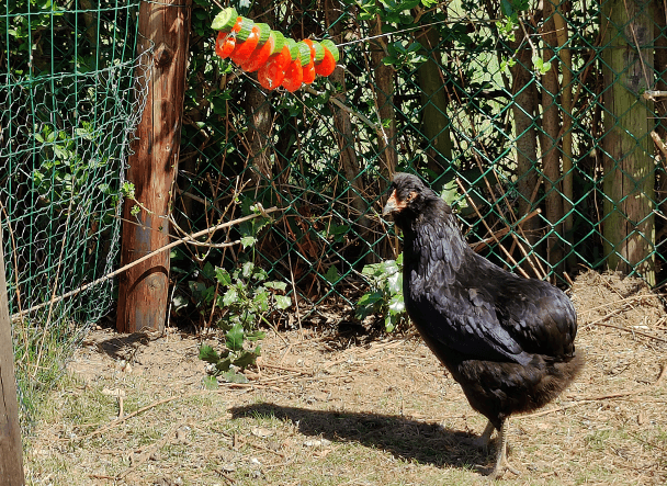 a chicken eating a tomato snack