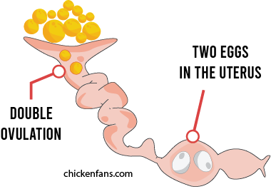 chicken laying two eggs a day by releasing two yolks at the same time (double ovulation) and the formation of two eggs in the uterus