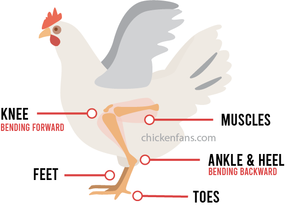 Anatomy of a chicken's leg with knees bending forward and ankles bending backward