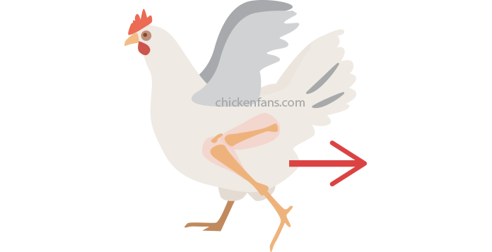 chicken walking backward