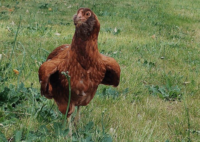 chicken fluffed up wings during hot weather