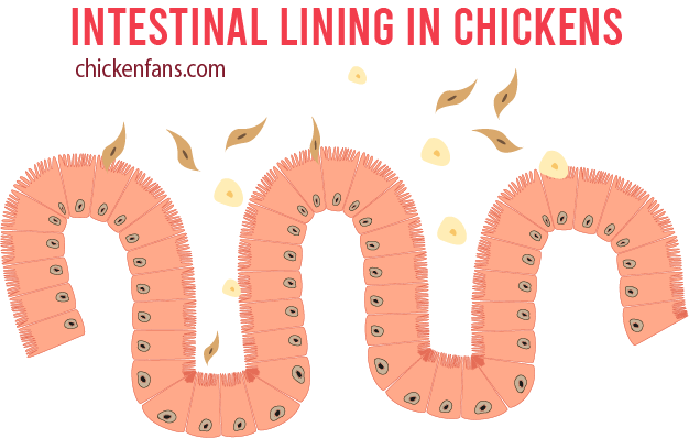 Close up of the intestinal lining in chickens that can be shed causing blood in the poop