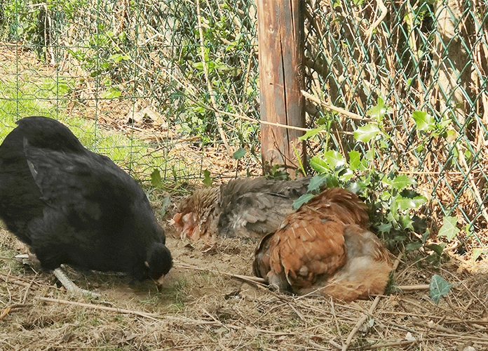 chickens dust bathing during hot temperatures