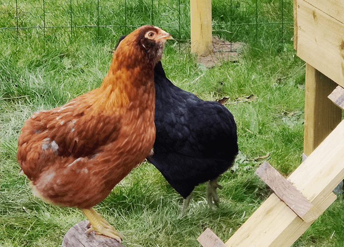 Two chickens safely on the ground inside the chicken run