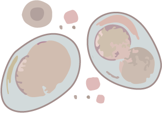 Coccidiosis under the microscope can be easily detected using a float test