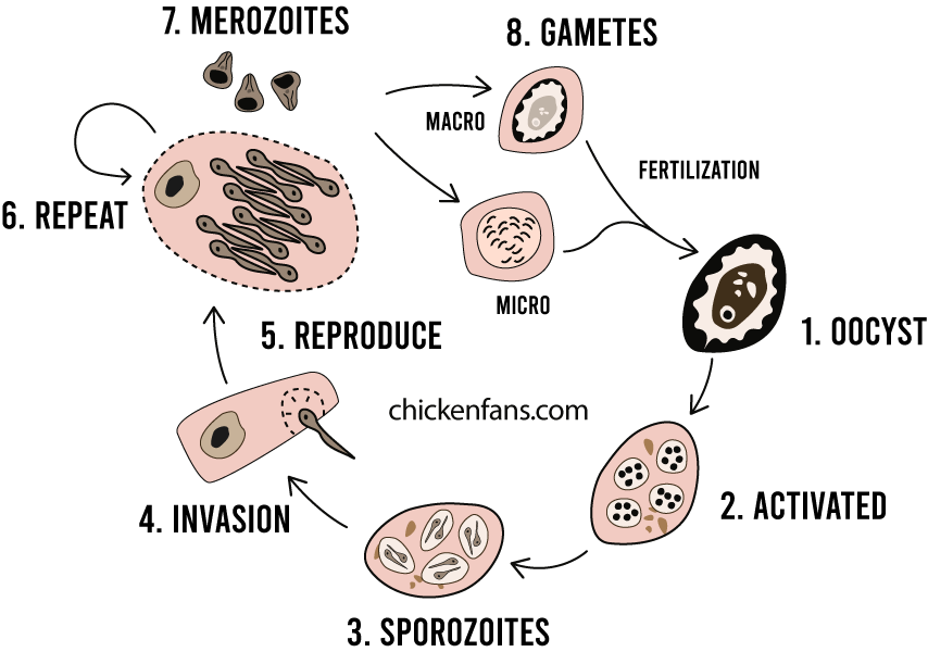 Lifecycle of coccidiosis in chickens, from the oocyst that is ingested, through sporozoites and merozoites and the fertilization phase where gametes form a zygote that is shed out as an oocyst again