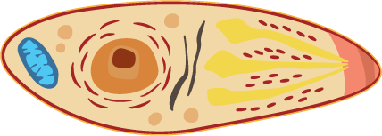 Eimeria, a single-celled organism that is causing coccidiosis in chickens