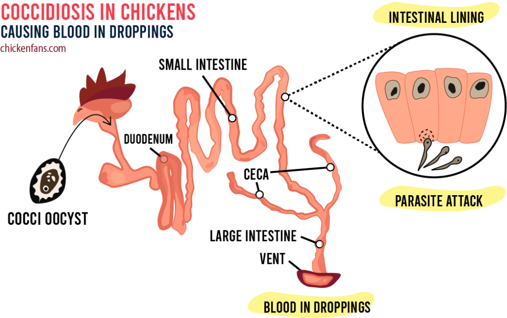 overview of the intestines of a chicken and a parasitic attack on the intestinal lining in coccidiosis