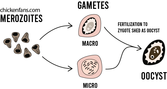 fertilization phase of the merozoites of coccidiosis in chickens