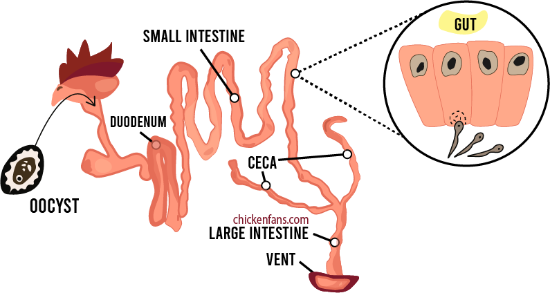 Representation of the intestins and the traveling of the oocysts to deliver the sporozoites in the chicken's gut