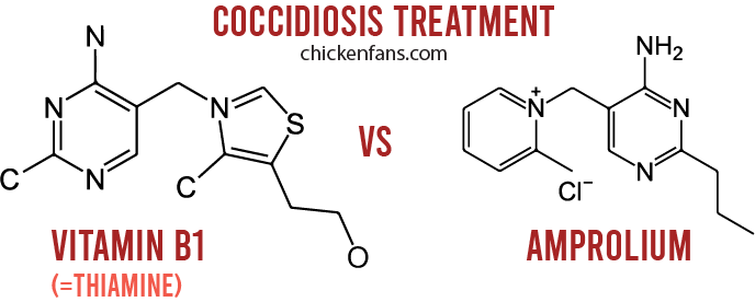 chemical structure of vitamin b1 (thiamine) next to the chemical structure of amprolium, medication used to treat coccidiosis