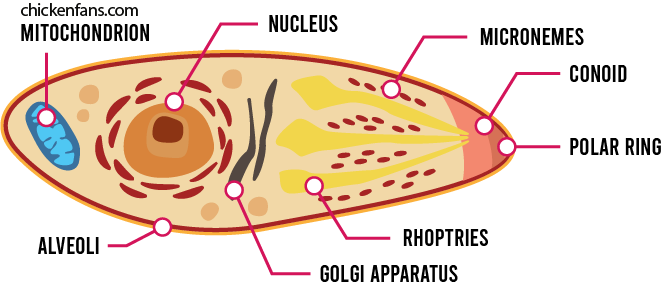 Representation of eimeria protozoa parasite cells with their unique organisms, which are the underlying cause of coccidiosis in chickens