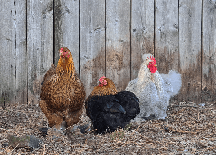 four chickens watching around