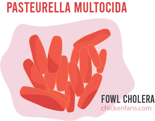 Pasteurella multocida bacteria that cause fowl cholera