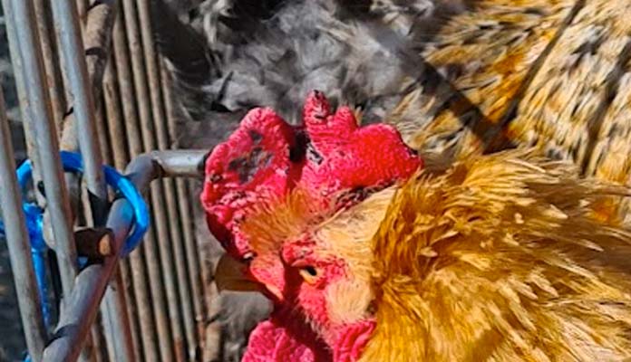 black spots on a chicken comb due to fowl pox