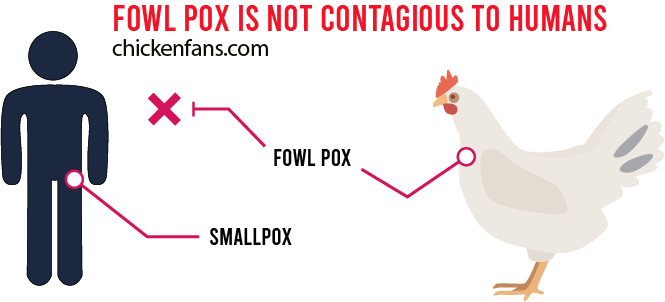 fowl pox is not contagious to humans