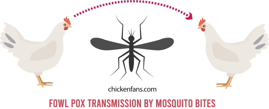 fowl pox starts with a mosquito bite