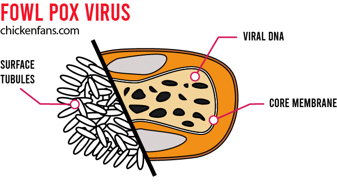 fowl pox virus infographic representation with viral dna, core membrane and surface tubules