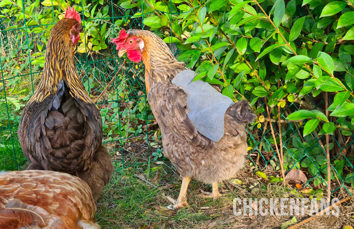 hen wearing chicken saddle