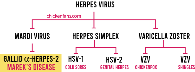 The herpes family, composed of mardi viruses (marek's disease), herpes simplex (HSV, cold sores and genital herpes) and varicella zoster (VZV, chicken pox and shingles)