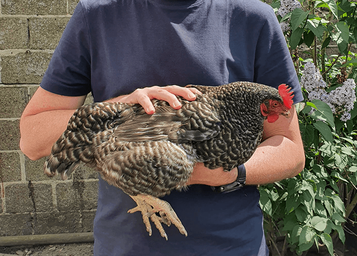 how to properly hold a chicken
