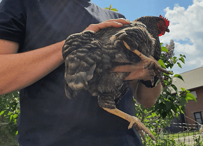 a man holding a chicken in the correct way