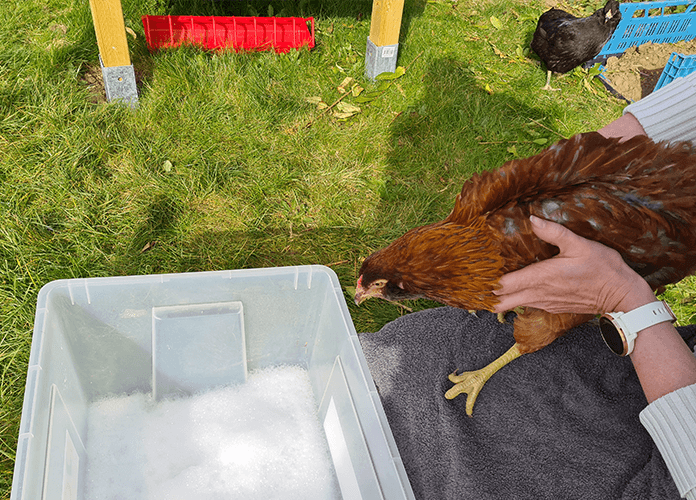 holding a chicken for a bath