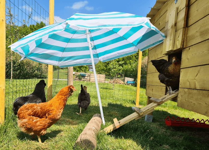 chickens during hot weather in shade