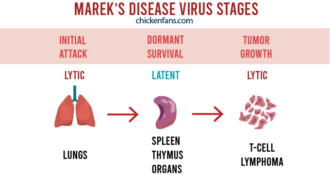 Different stages of Marek's disease virus: initial attack on the lungs is lytic, slowly tacking over the spleen and organs is latent and tumor growth is based on lytic expansion again