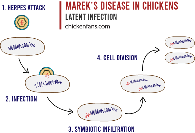 Mechanisms of a latent infection of marek's disease in chickens where the viral DNA is injected in the chicken's chromosomes