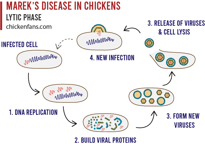 Mechanisms of the lytic expansion of Marek's disease virus in chickens, where DNA replication occurs and destruction of the host cell (lysis)
