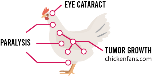 Symptoms of marek's disease in chickens: eye cataract, paralysis of multiple muscles, tumor growth