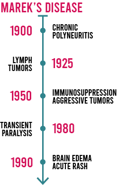 Evolution of Marek's disease. In 1900 a chronic polyneuritis, 1925 lymph tumors, 1950 immunosuppression and aggressive tumors, in 1980 transient paralysis and 1990 brain edema and acute rash
