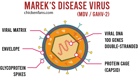 Biochemical structure of marek's disease virus: 100 genes of viral double stranded DNA is contained in a protein cage (capsid) that is hold together by a viral matrix in an envelope with glycoportein spikes