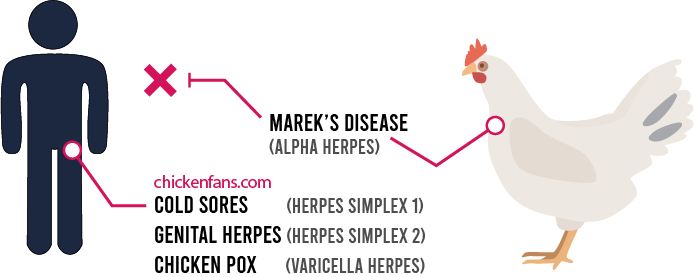 Marek's disease in chickens is an alpha herpes virus that is not contagious to humans; herpes viruses that affect humans are herpes simplex and varicella, causing cold sores, genital herpes and chicken pox