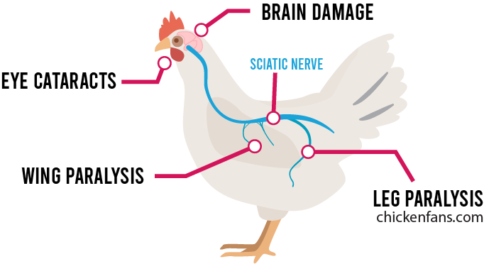 marek's disease attack the sciatic nerve and can progress to the brain and eye nerves resulting in cataracts