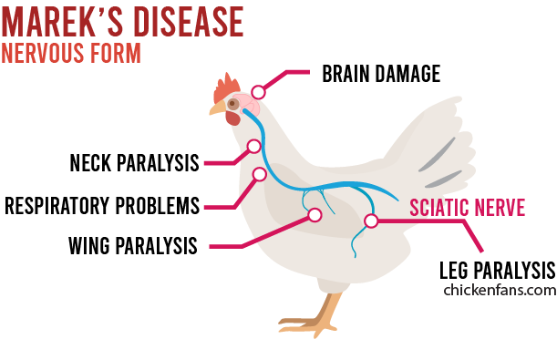 Paralysis in marek's disease in chickens depends on the nerves that are attacked and result in leg paralysis, wing paralysis, respiratory problems, neck paralysis and/or brain damage