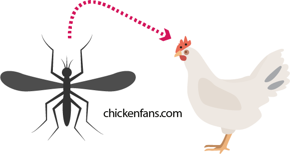 mosquito bites can injure a chicken comb and result in black spots