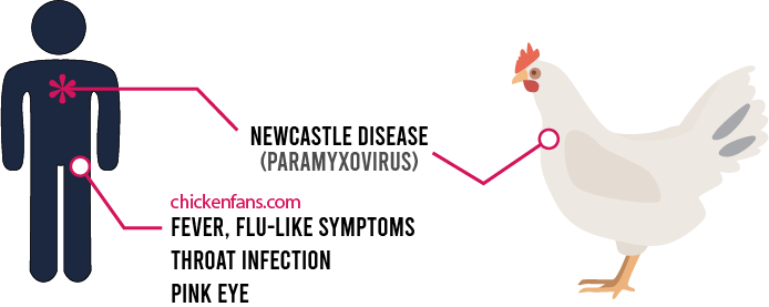 Newcastle Disease Virus (paramyxovirus) transmission on humans triggers fever, flu-like symptoms, throat infection and pinke eye
