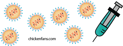 vaccination against newcastle disease in chickens